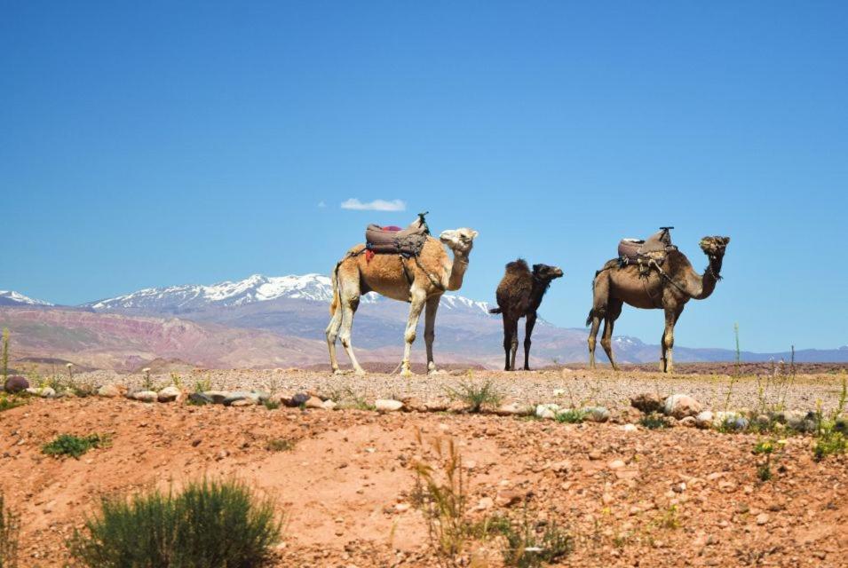Amazigh Family Riad Imlil (Atlas Mountains) Exterior foto